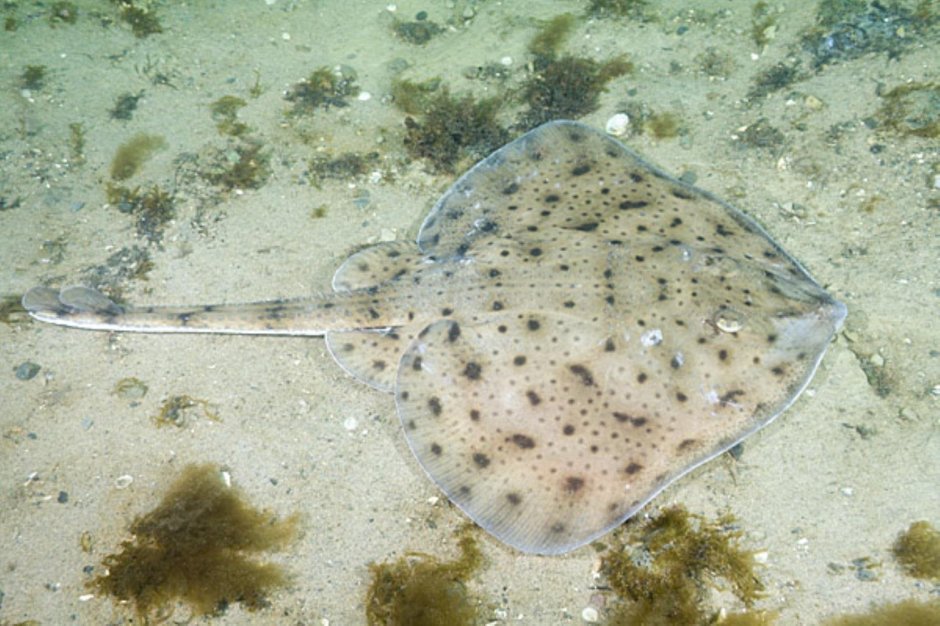 Leucoraja erinacea