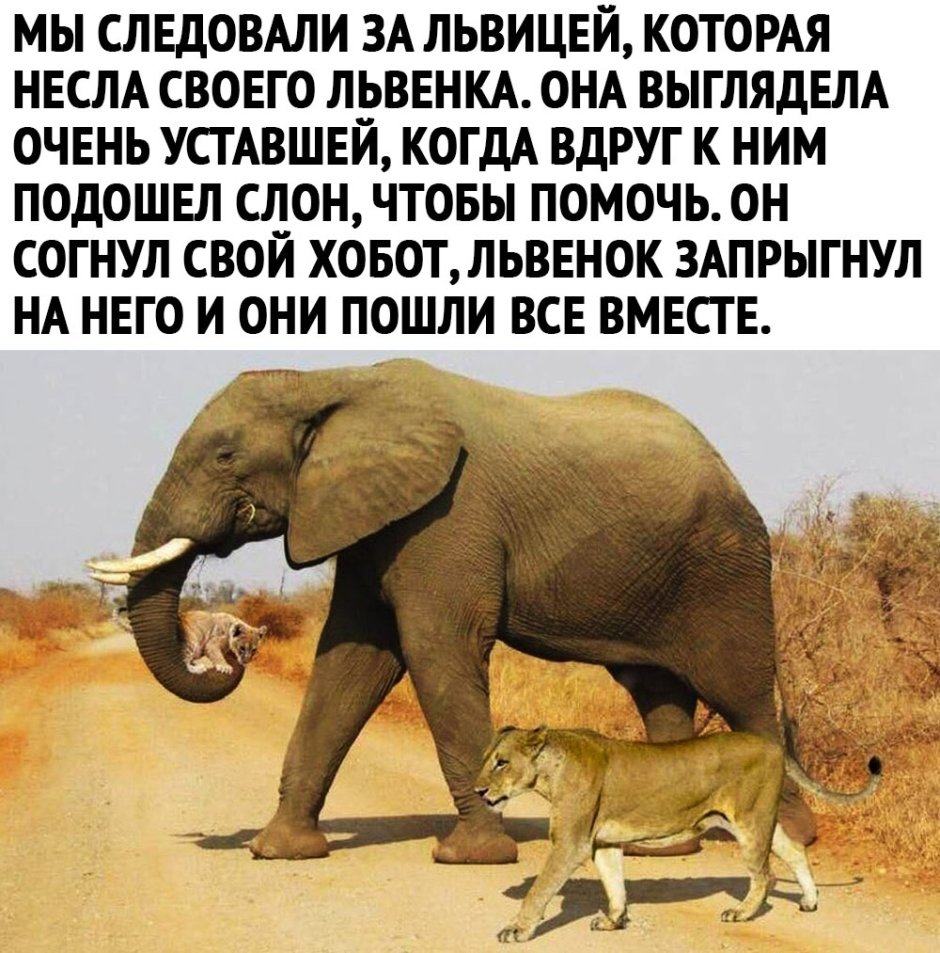 Слониха несет львенка