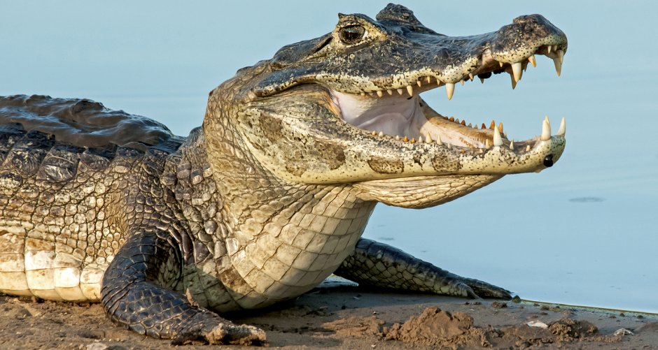 Vacina Jacare
