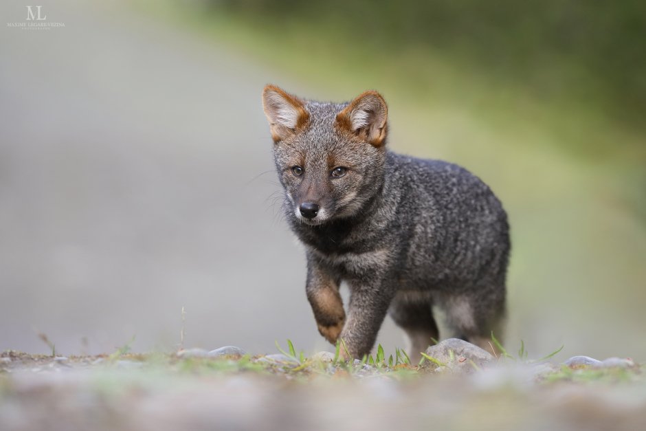 Darwin's Fox