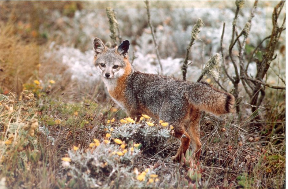 Urocyon littoralis серая лисица