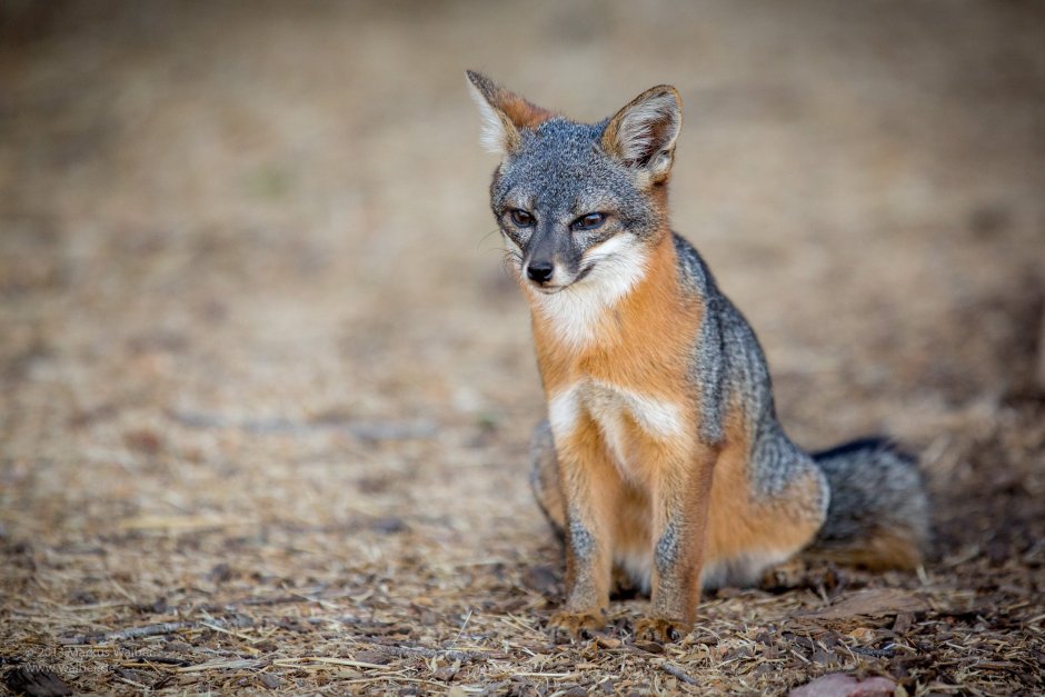 Островная лисица Urocyon littoralis