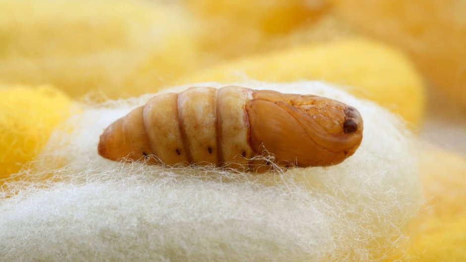 Кокон куколки тутового шелкопряда