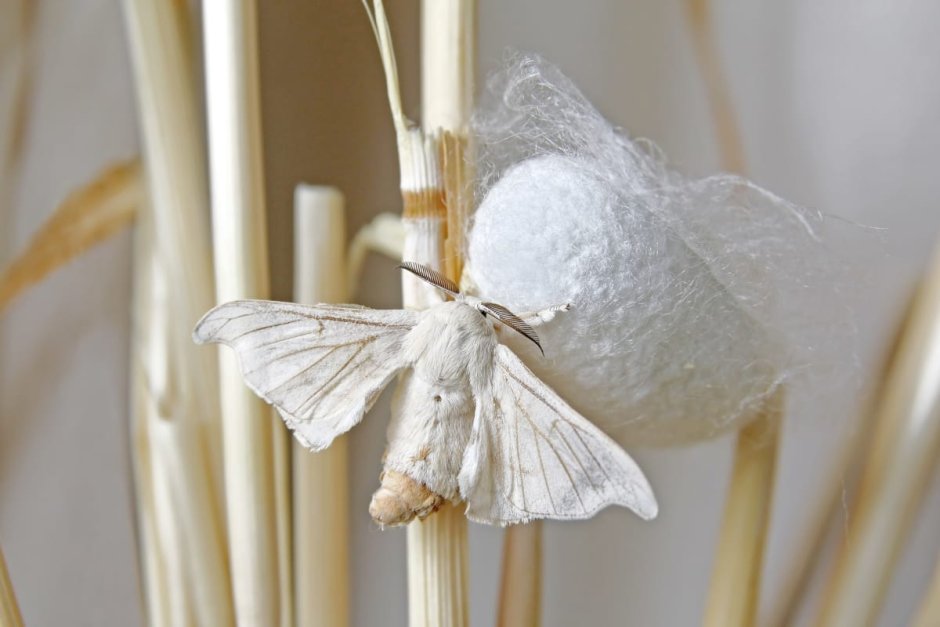 Шелковый кокон бабочки