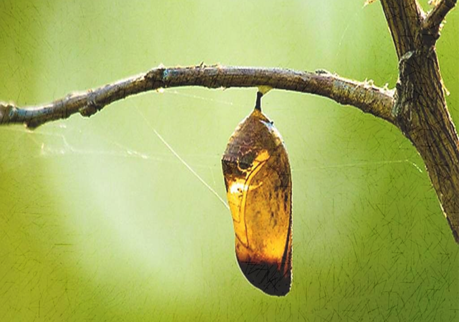 Кокон бабочки на белом фоне