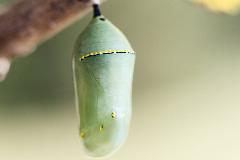 Гусеница свернулась в кокон