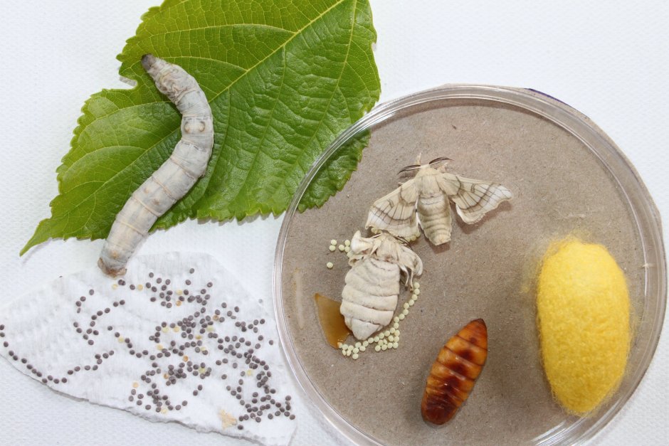 Яйца тутового шелкопряда