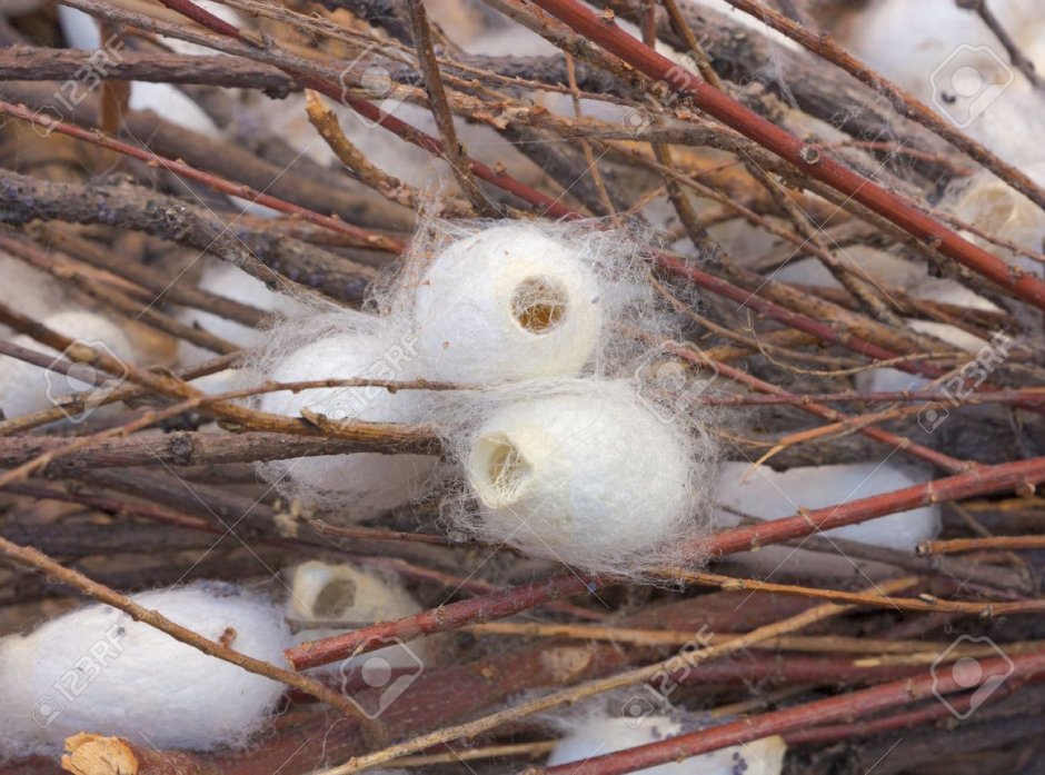 Шелкопряд гнездо в квартире