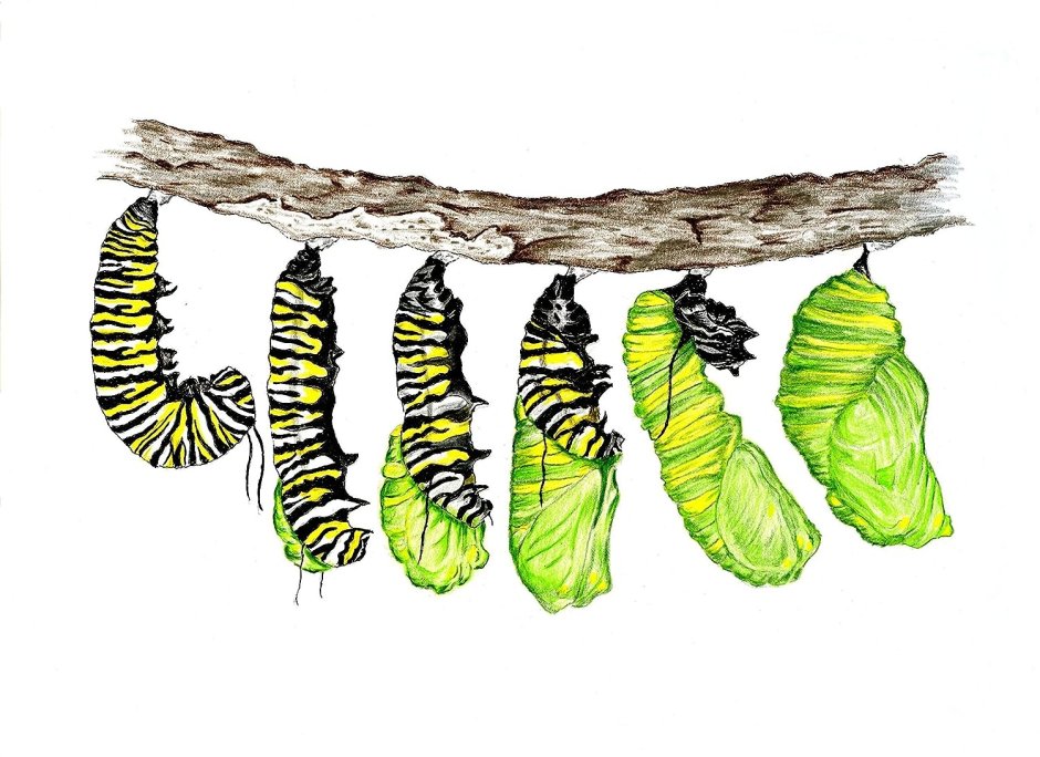 Процесс превращения гусеницы в бабочку