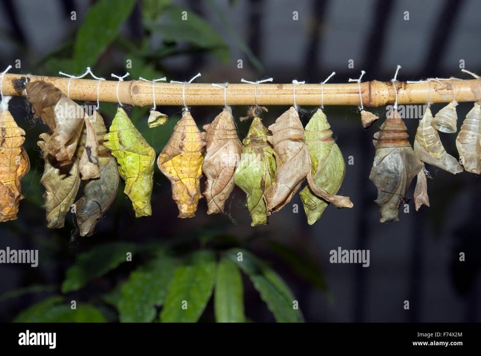 Разновидности коконов