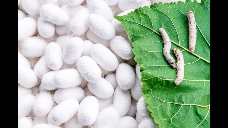 Mulberry Silkworm Silk structure
