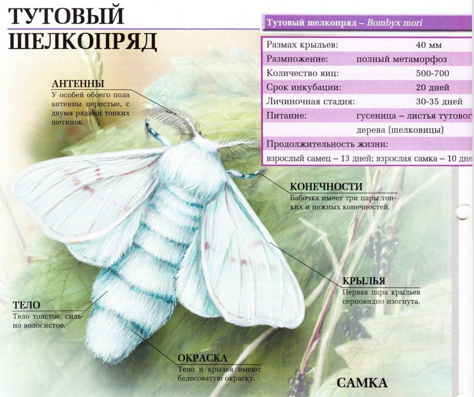 Строение бабочки тутовый шелкопряд