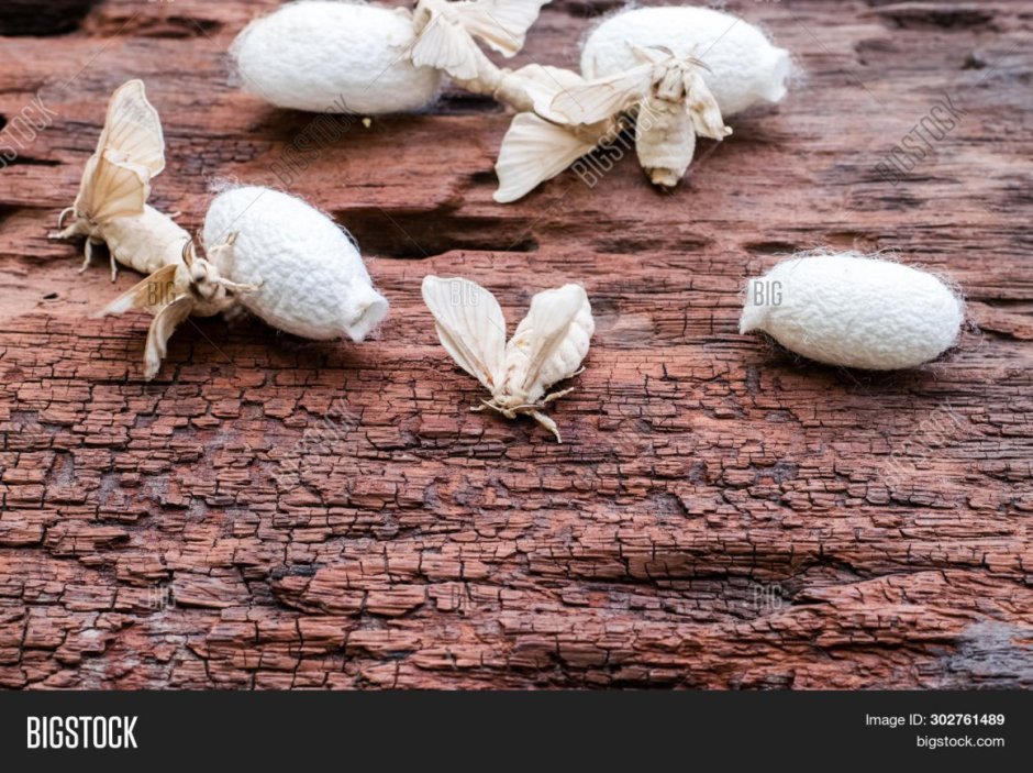 Яйца тутового шелкопряда