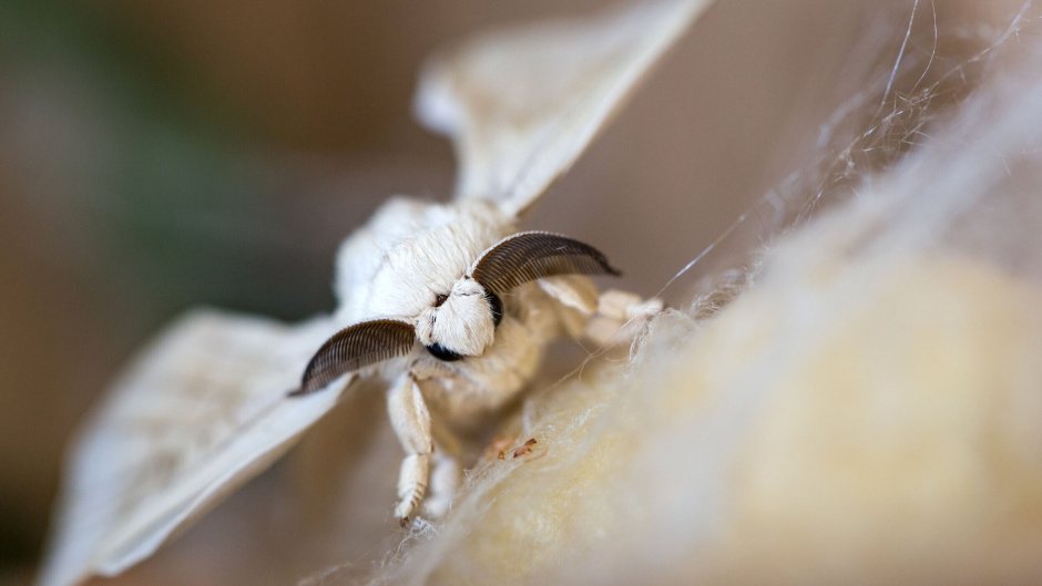 Шелк кокон на солнце фото Минимализм