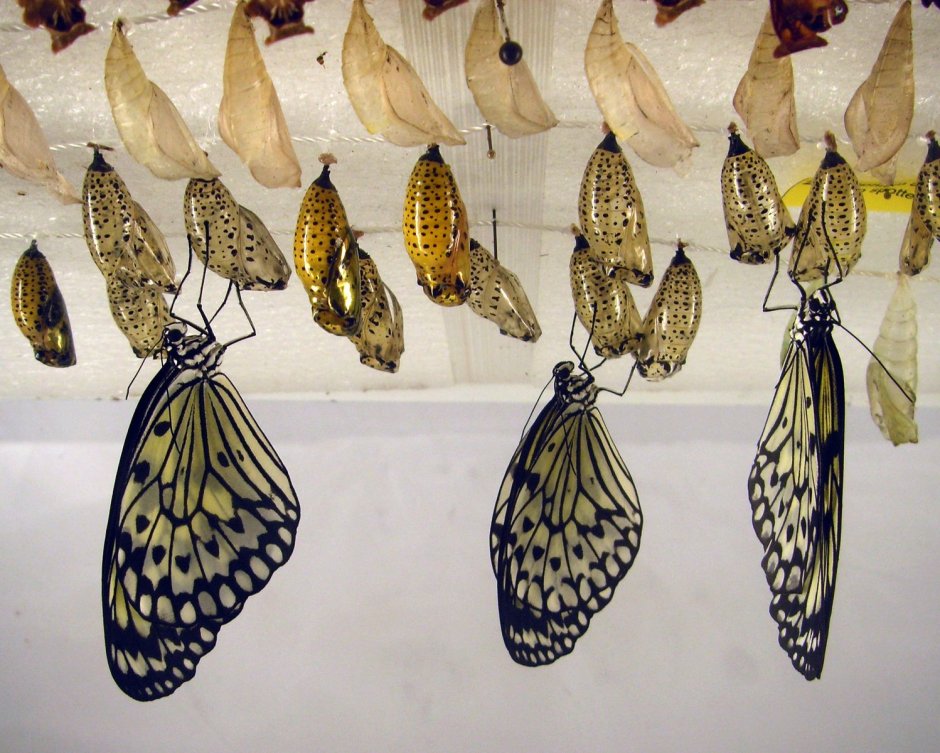 Куколки бабочки Mechanitis Polymnia