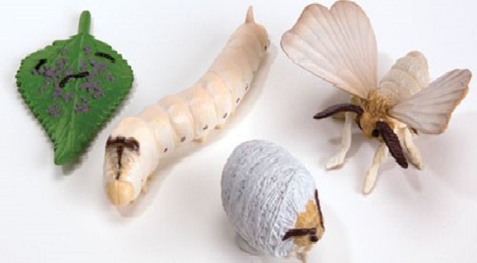 Кокон гусеницы шелкопряда