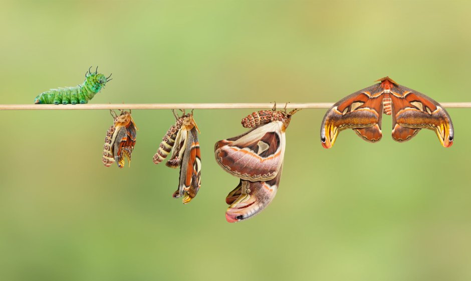 Гусеница бабочки атлас