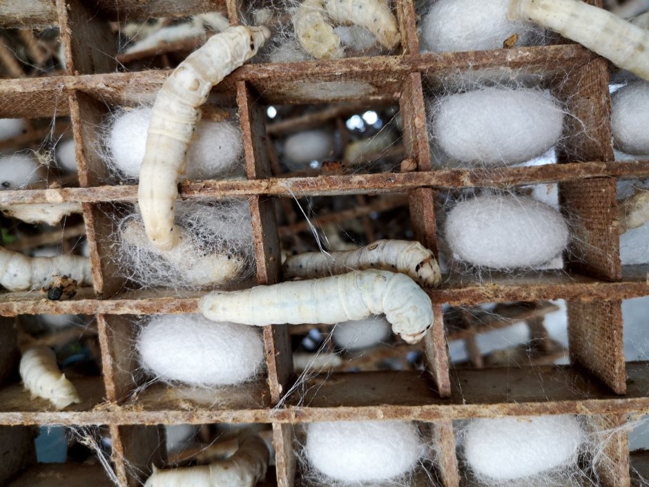 Личинка тутового шелкопряда