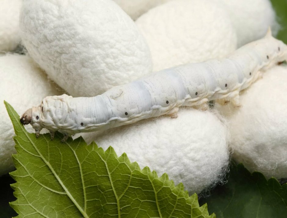 Тутовый шелкопряд гусеница