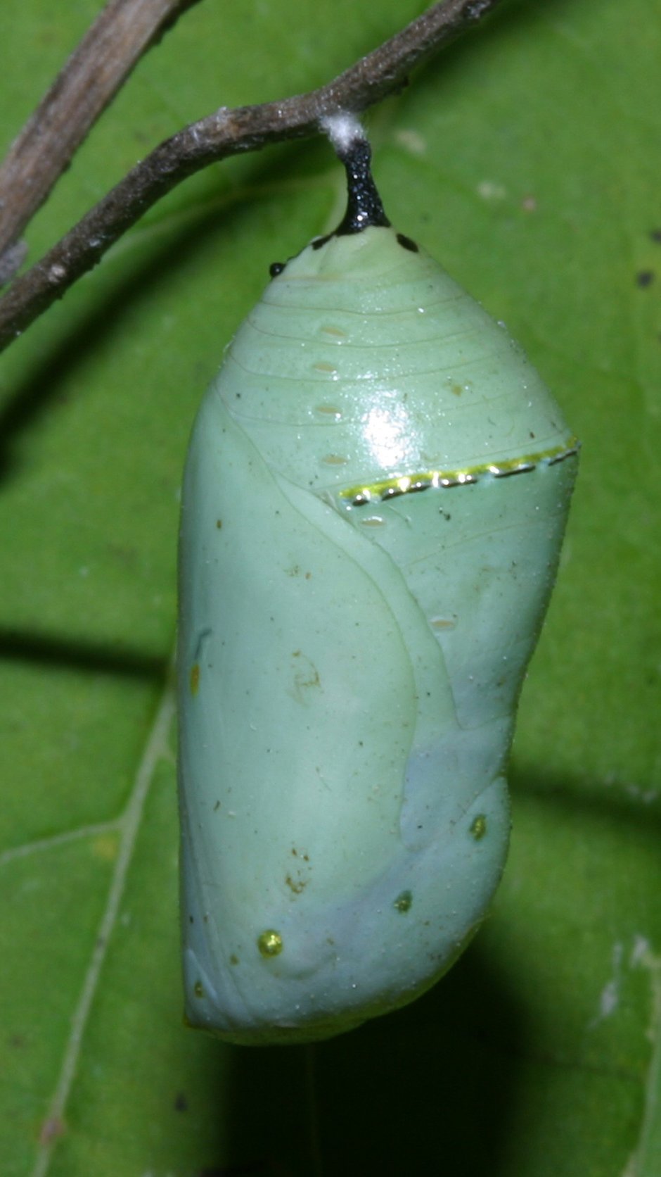 Кокон бакачорси