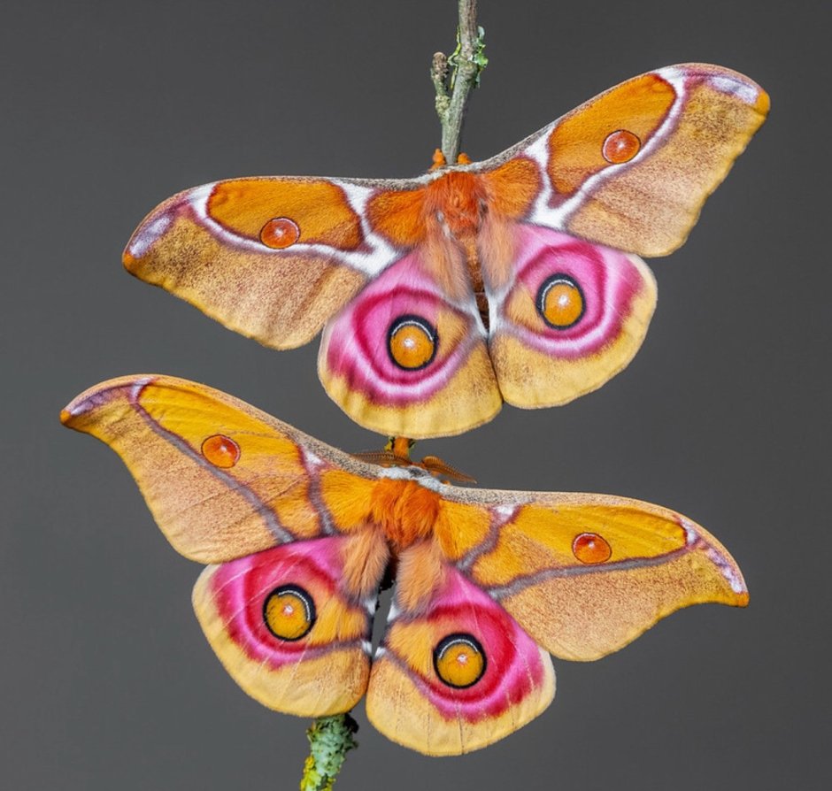 Antherina Suraka (Saturniidae)
