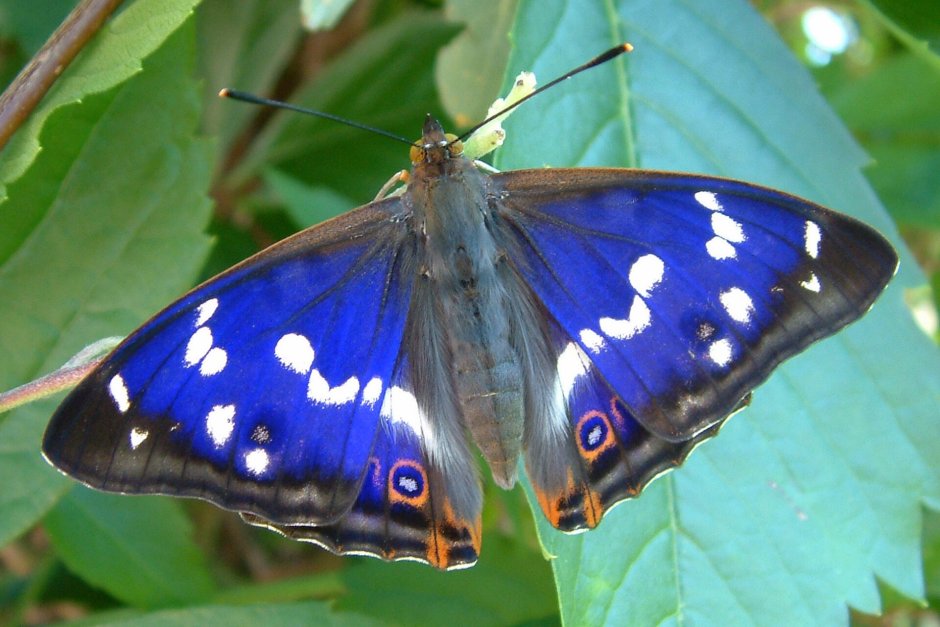 Бабочка Schmetterling