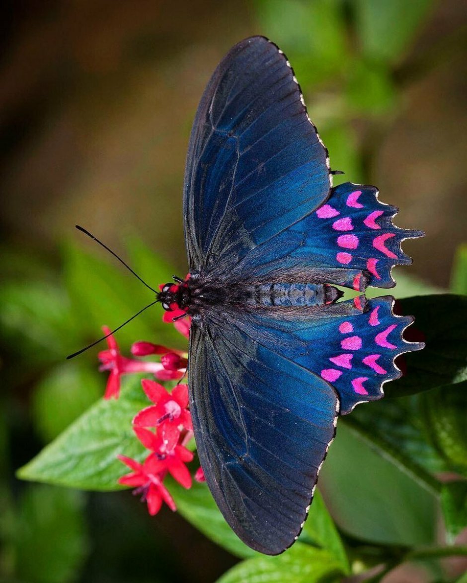 Papilio Palinurus бабочка
