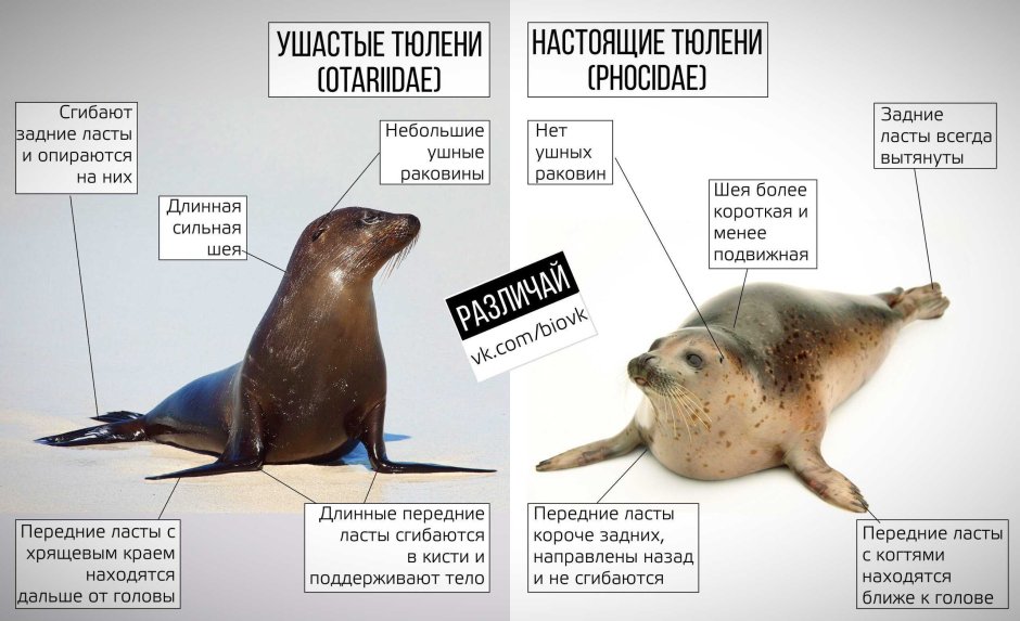 Ушастый и настоящий тюлень