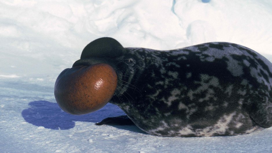 Хохлач (Cystophora cristata)