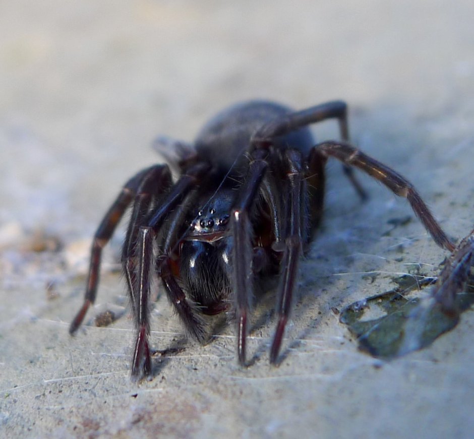 Amaurobius Ferox паук дети