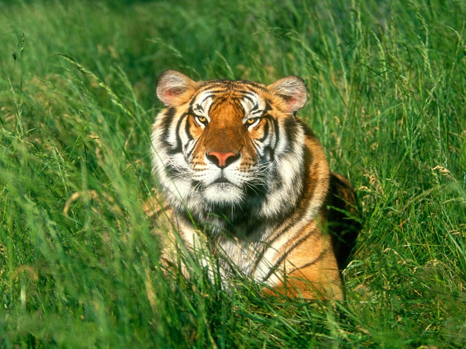 Тигровая трава (Tiger grass)