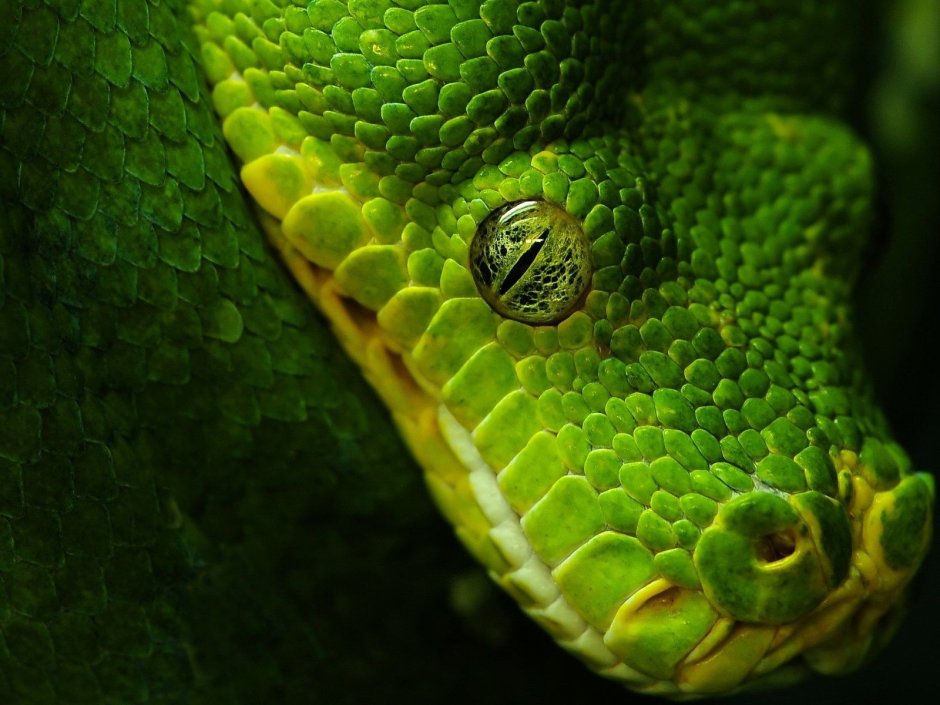 Зеленая мамба, рептилия, Elapidae