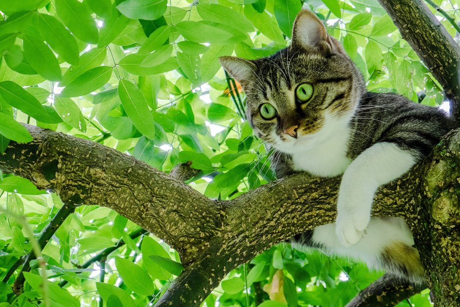Котенок на дереве