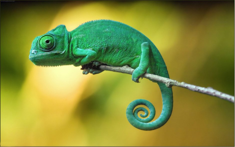 Черная пантера Nat geo Wild