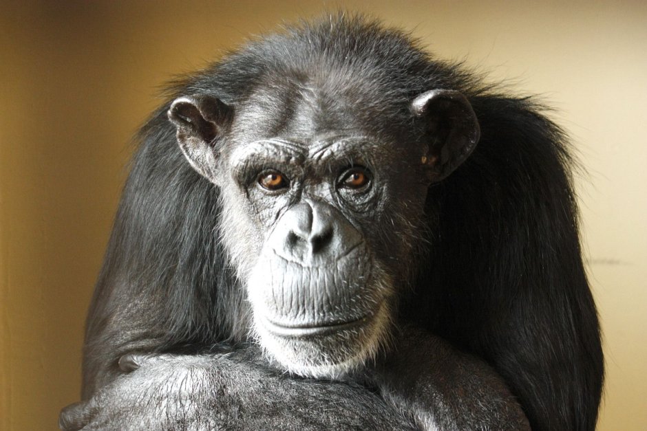 Wise Monkey