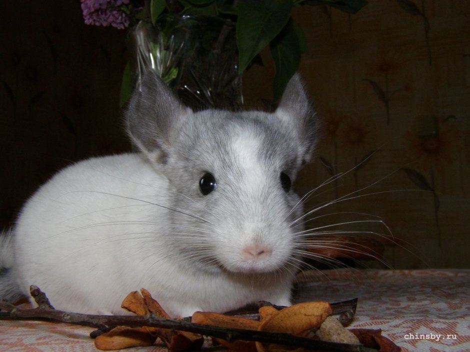 Шиншилла фото