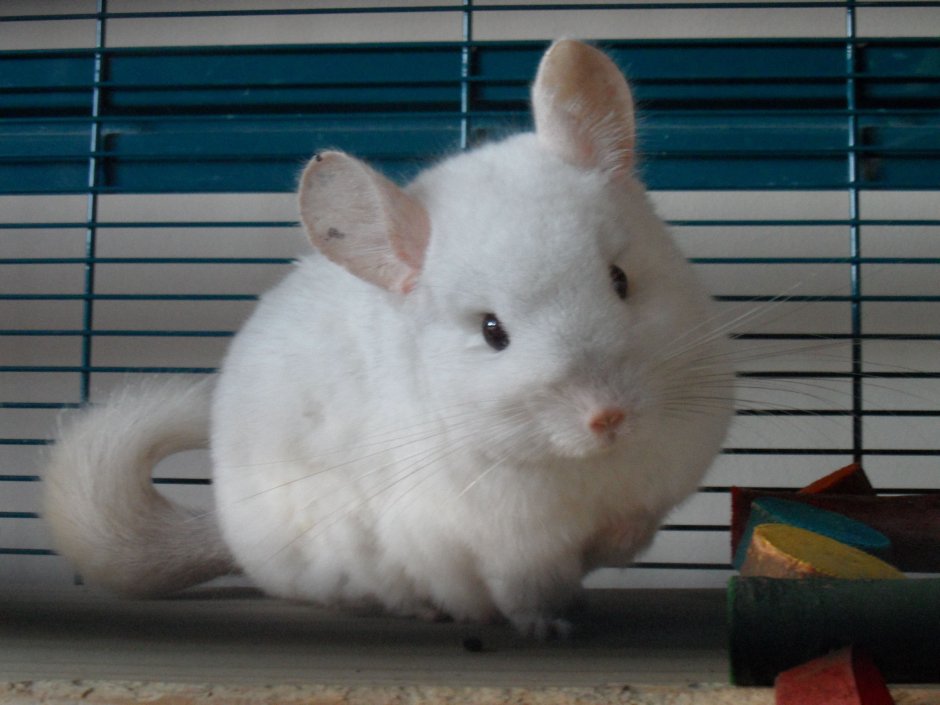 Шиншилла белая