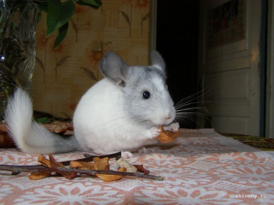 Шиншилла белый эбони