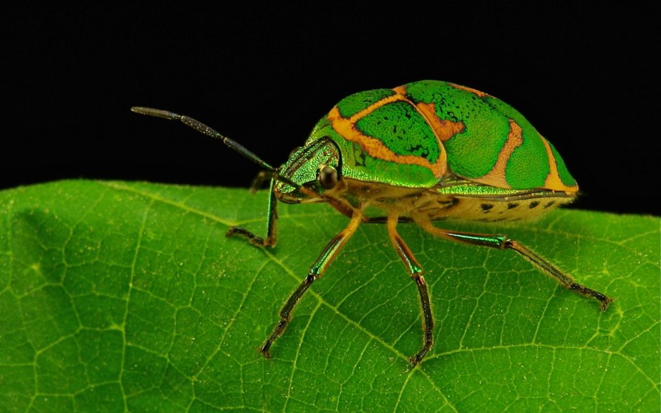 Poecilocoris lewisi