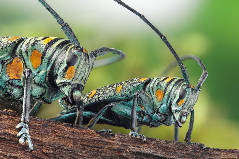 Zographus regalis