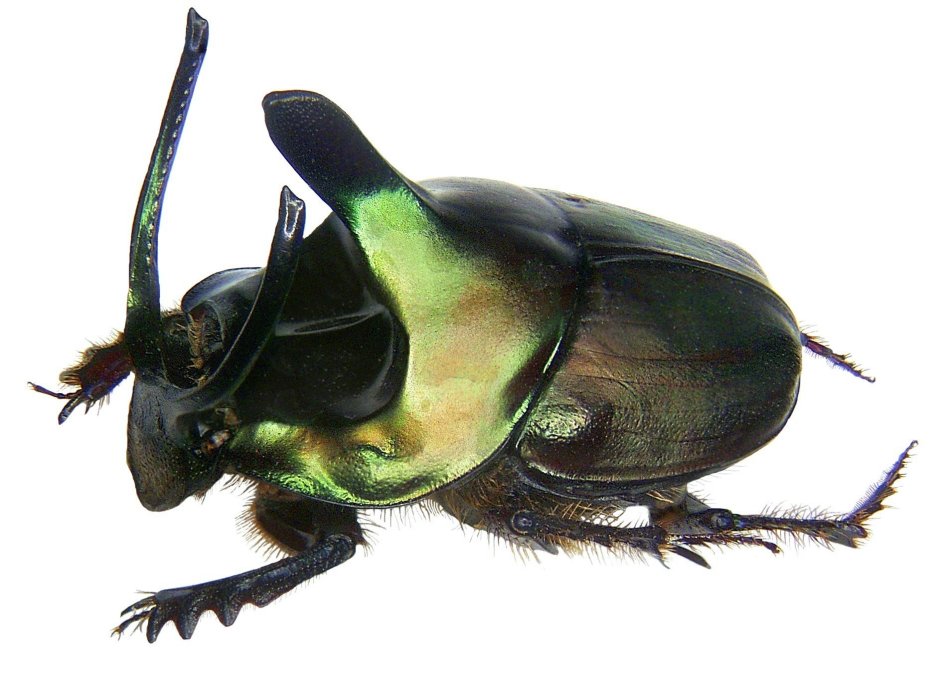Onthophagus Taurus Жук