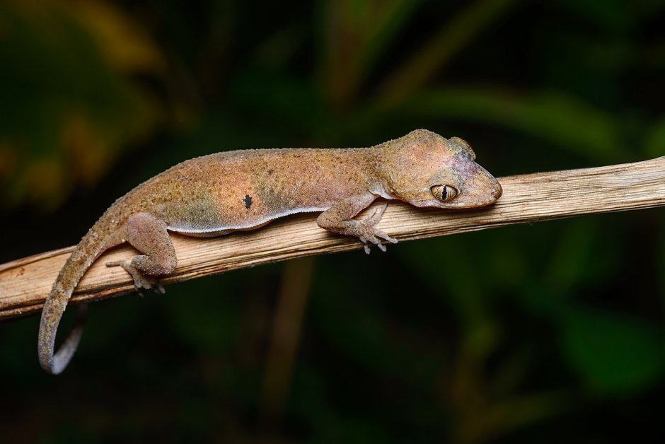 Cyrtodactylus irianjaynensis