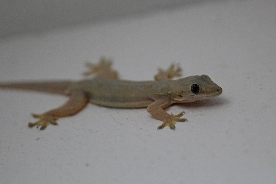 Геккон Hemidactylus macularis