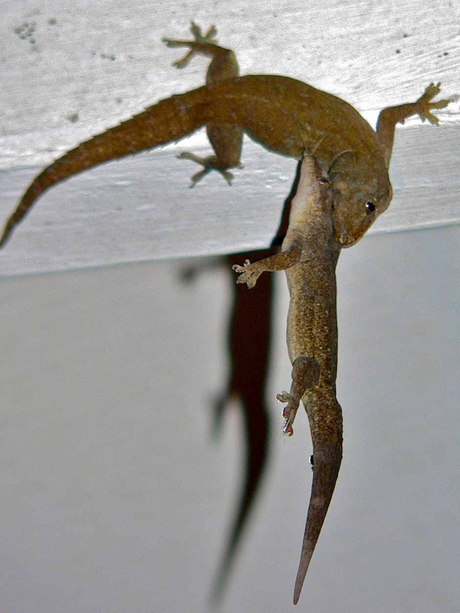 Hemidactylus frenatus