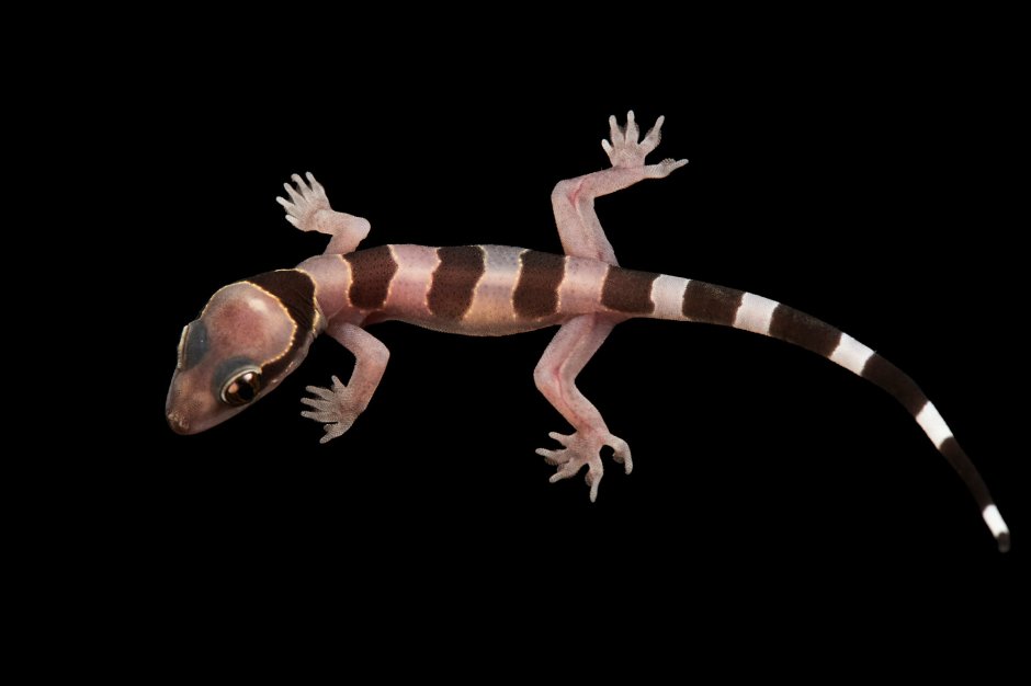 Геккон полупалый (Hemidactylus triedrus) ￼
