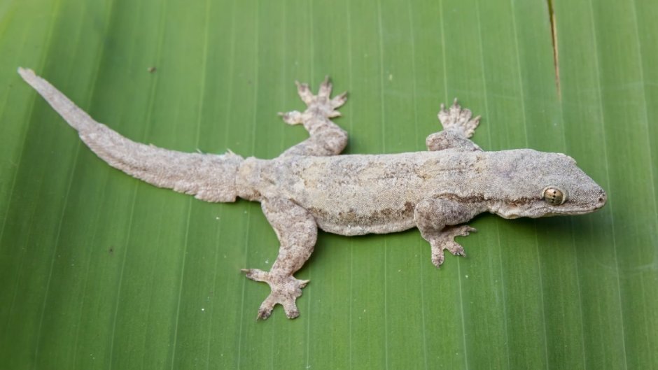 Hemidactylus platyurus