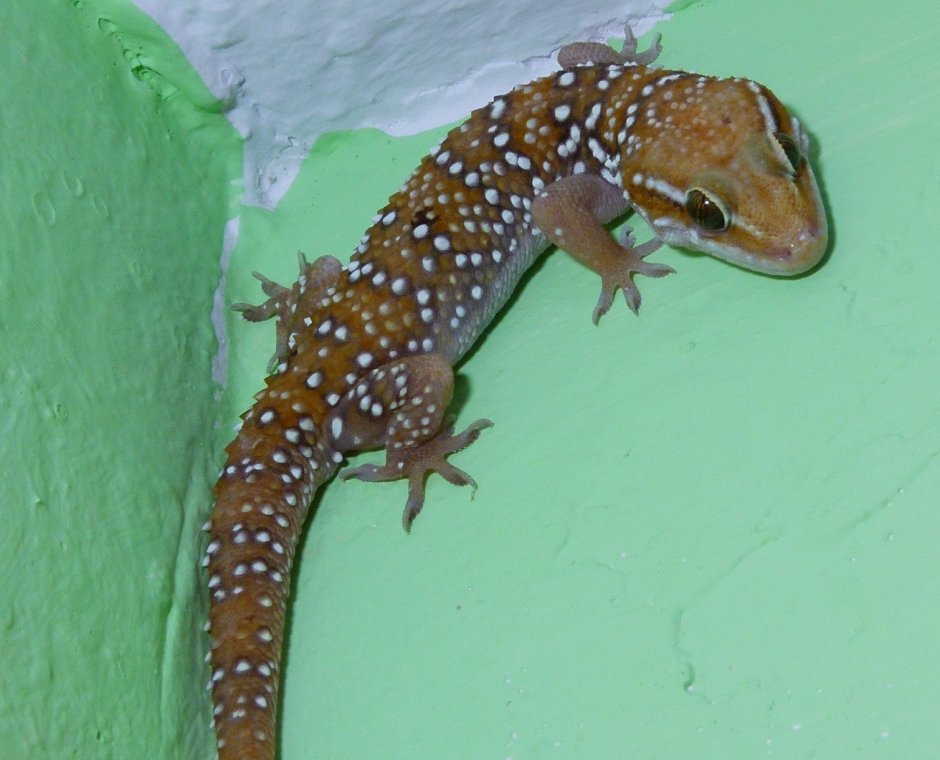 Hemidactylus triedurus геккон полупалый триедурус