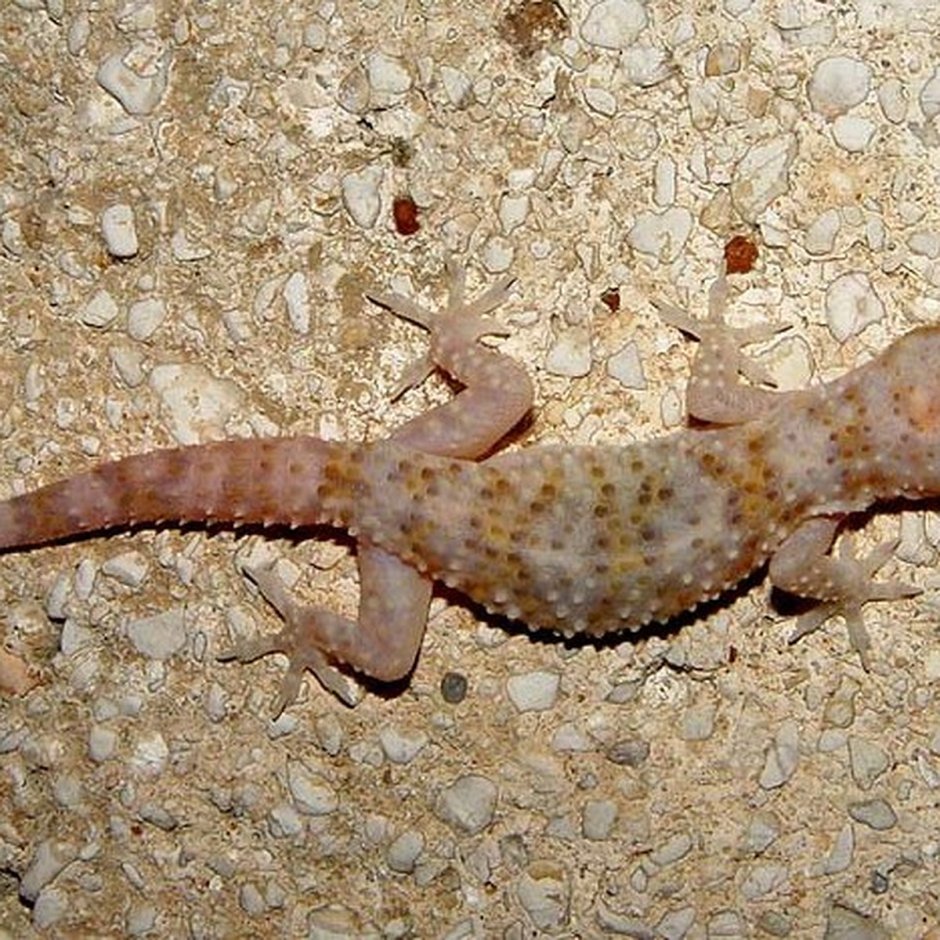 Hemidactylus turcicus