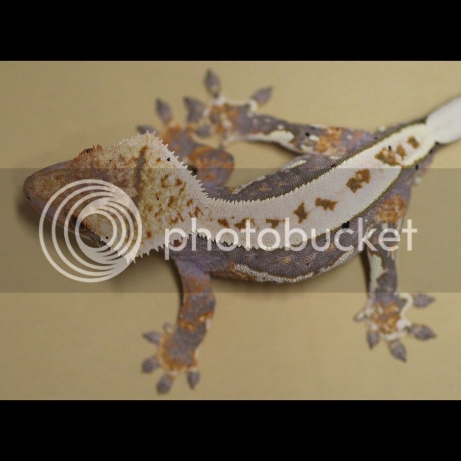 Morphs Crested Gecko