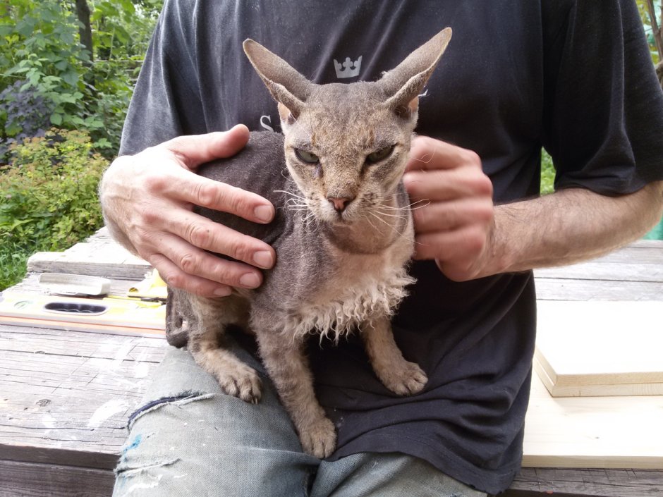 Котёнок помесь сфинкс и уличный кот